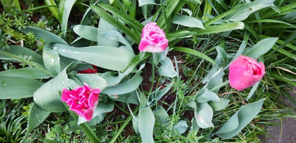 幼児クラス体験DAY