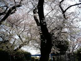 2019年度感染症0で運営