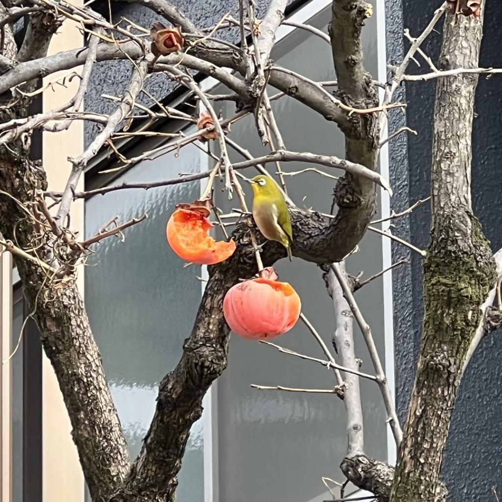 ウグイスの観察をしました♪