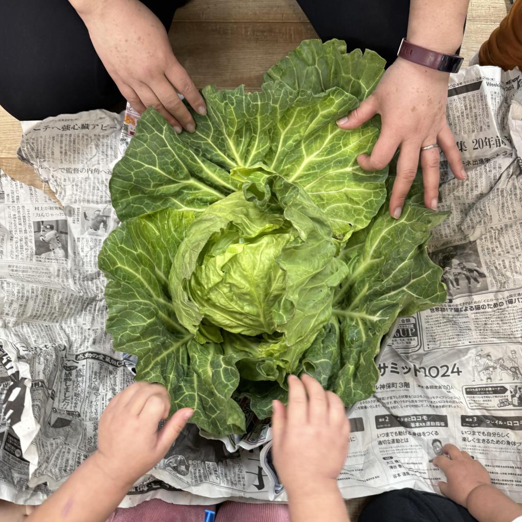 キャベツの見学をしました!