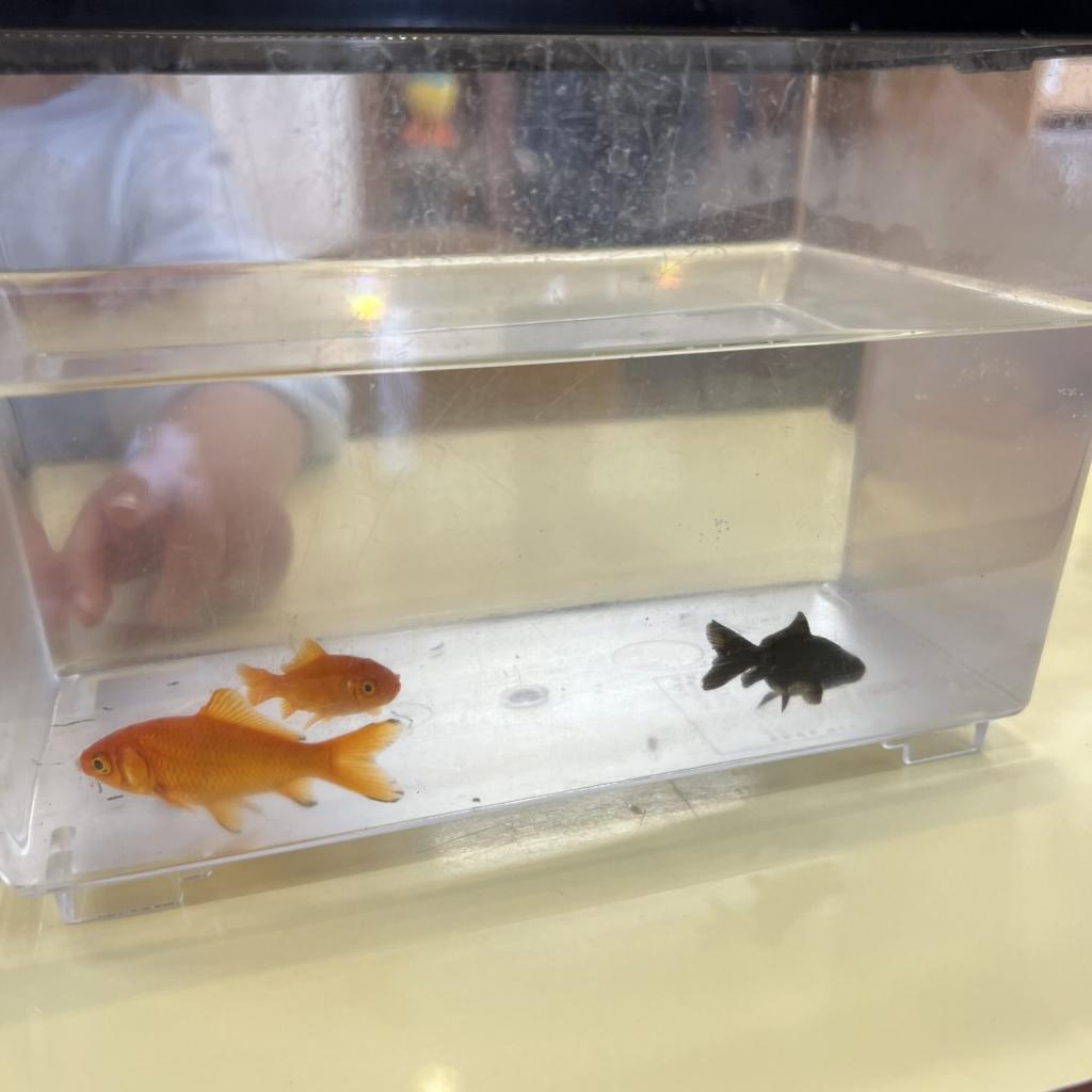 金魚を飼い始めました♪