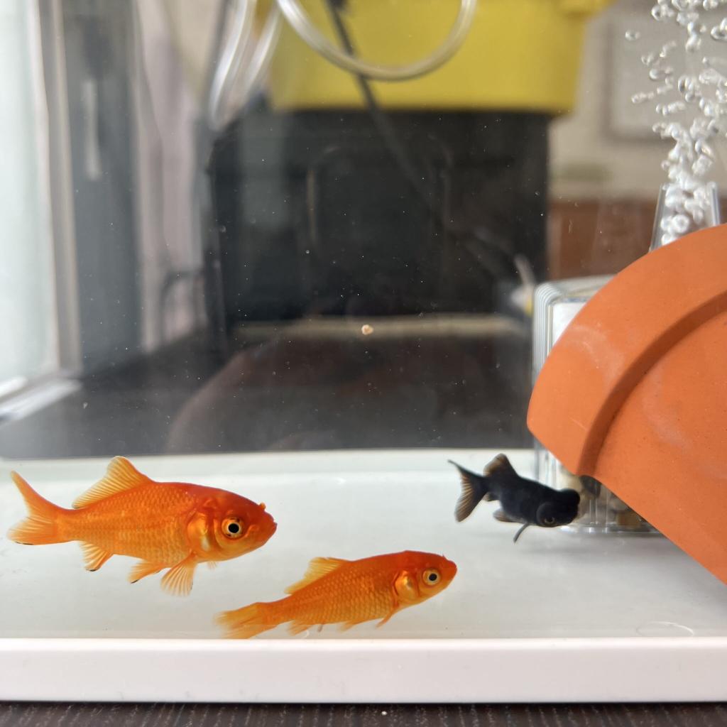 金魚の水槽がレベルアップしました♪