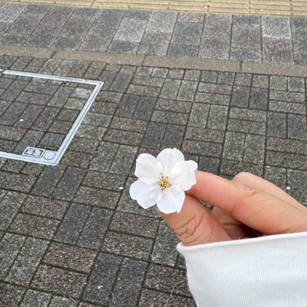 あらやしき公園の桜を見に行きました
