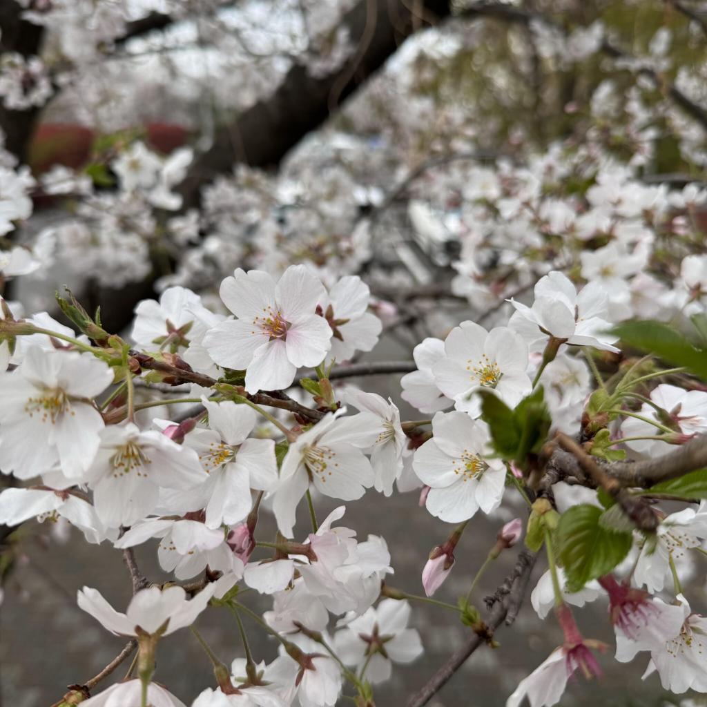 お花見をしました♪