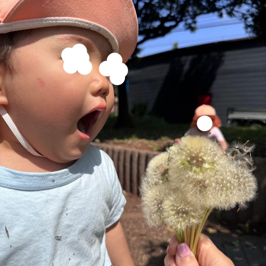 タンポポの綿毛飛ばしをしました♪