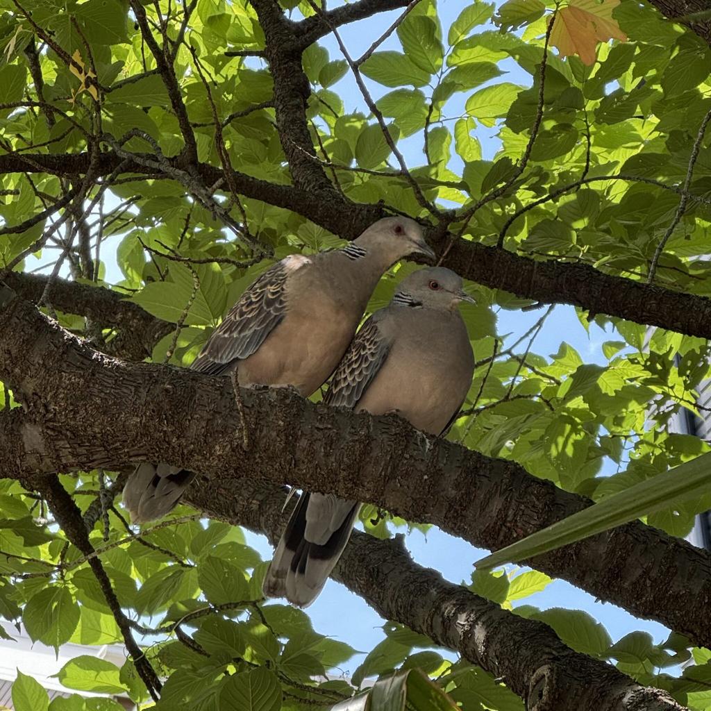 ハトの観察をしました!