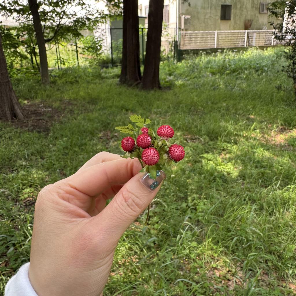 東中前の森緑地でヘビイチゴ探し♪