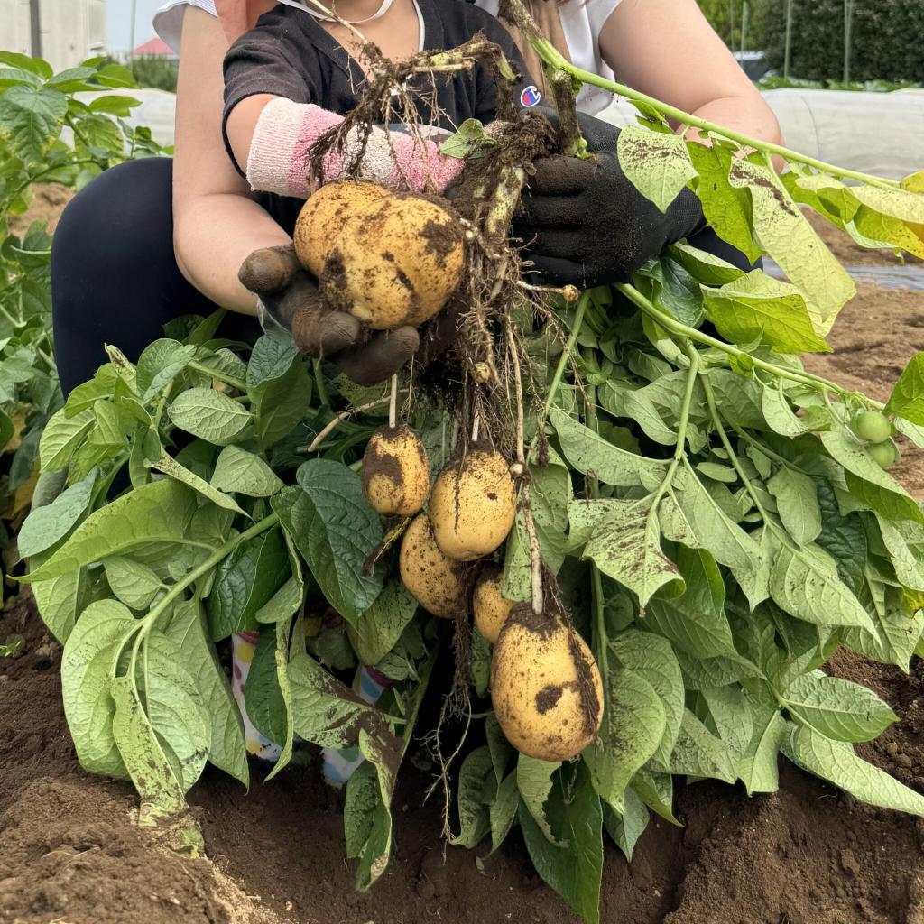 じゃがいも掘りに行ってきました!