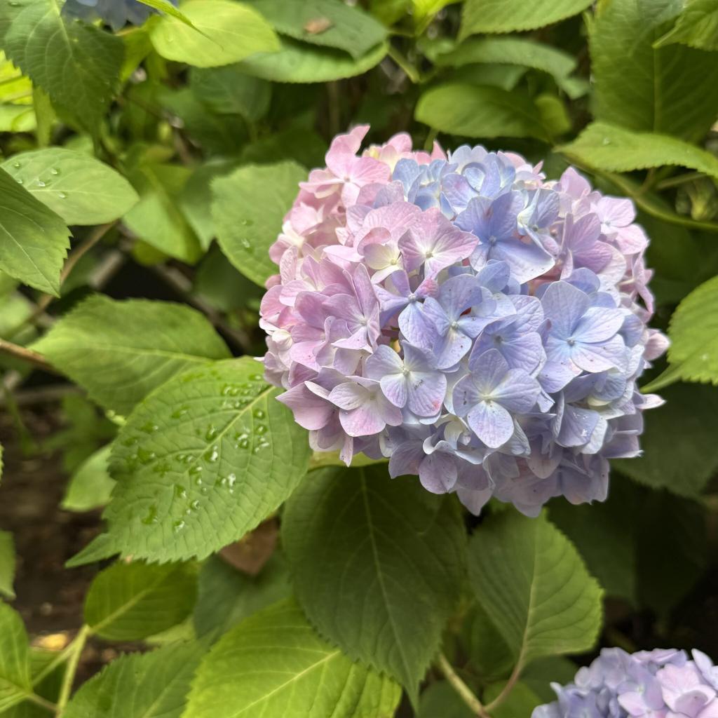 まんさく児童遊園のアジサイ
