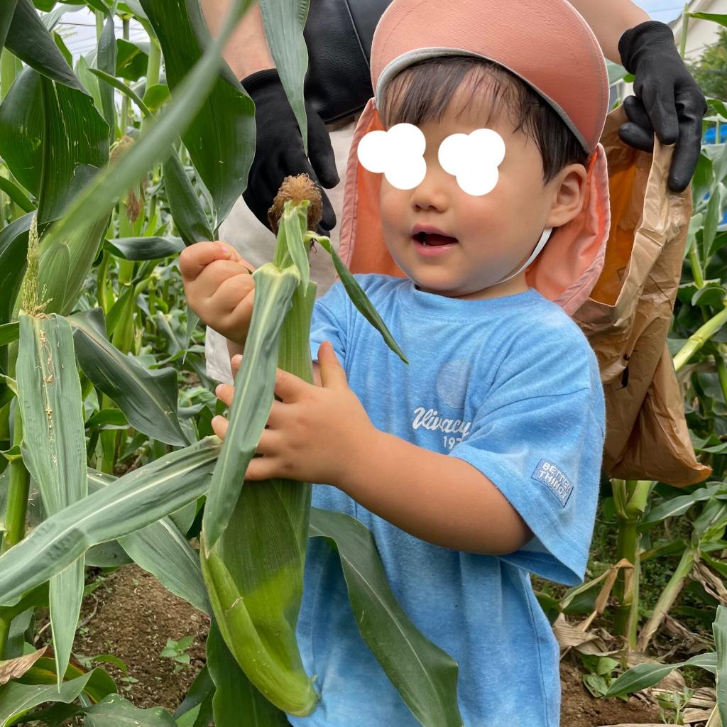 とうもろこし狩りに行ってきました!