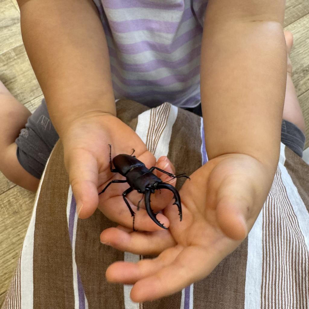 カブトムシとクワガタを飼い始めました♪