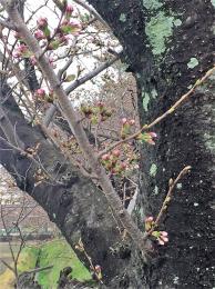 3/22　春をみつけたよ!