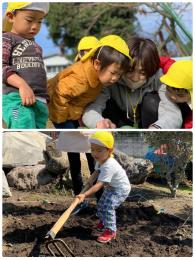 自園畑を利用しての食育の強化