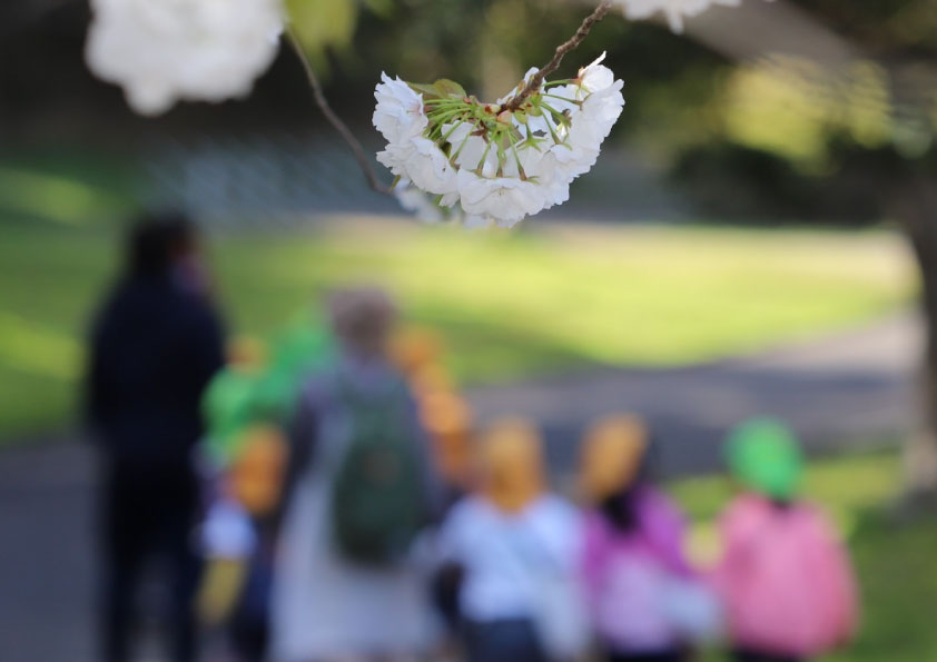 桜の季節。園児のお散歩エリア「あいち健康の森」もキレイなお花が満開です!