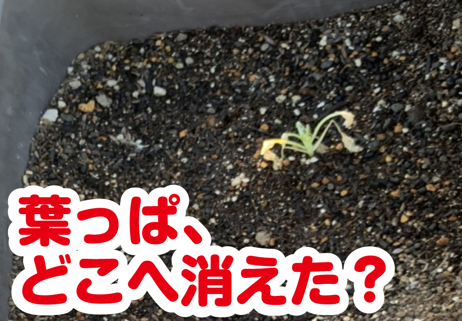 葉っぱ、どこへ消えた!?