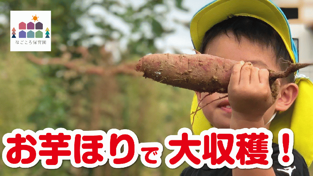 今日10月13日はサツマイモの日だそうです。  今が旬、秋の味覚が美味しい時季になりましたよね!  そしてちょうど昨日、なごころ保育園　大府のみんなで  芋ほりに挑戦してきました! しっかりと大きく育ったサツマイモは、簡単には抜けず悪戦苦闘する子どもたち。