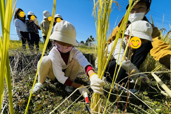 稲刈り体験inこころん自然農園