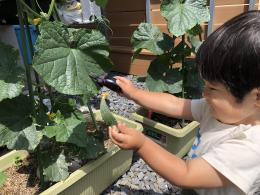 ブログ紹介(一番果の摘果)