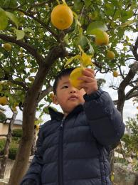 レモンの収穫をします!