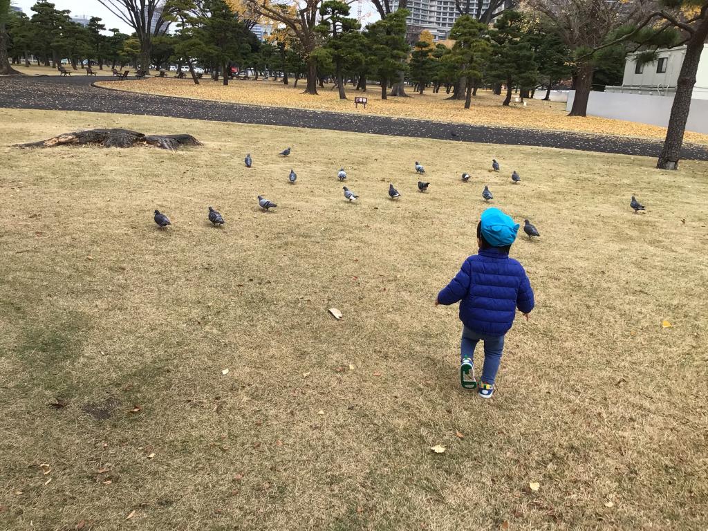 鳩さんと追いかけっこ