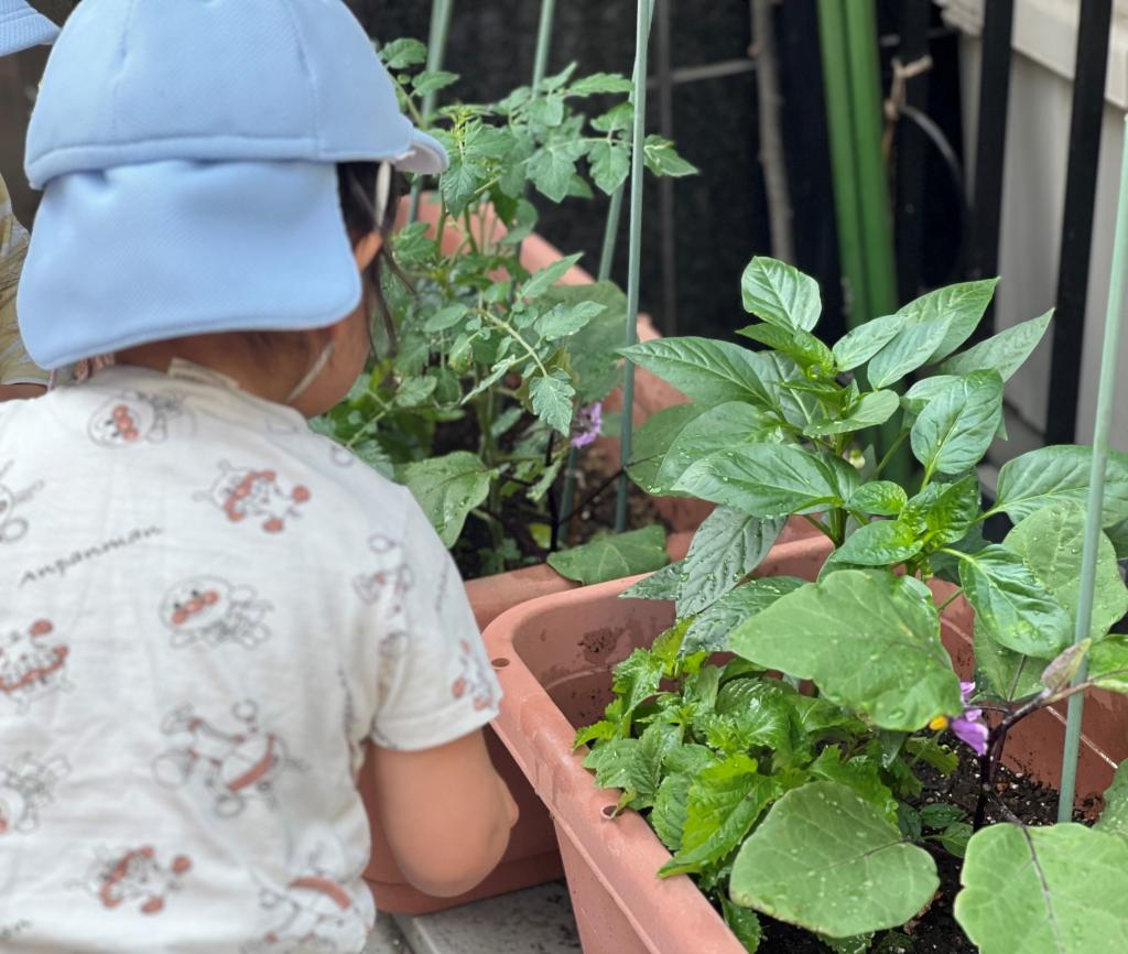 園児の五感を育む!カメリアキッズ保育園の菜園活動・食育体験
